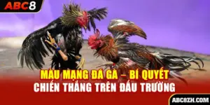 màu mạng gà - bí quyết chọn chiến kê