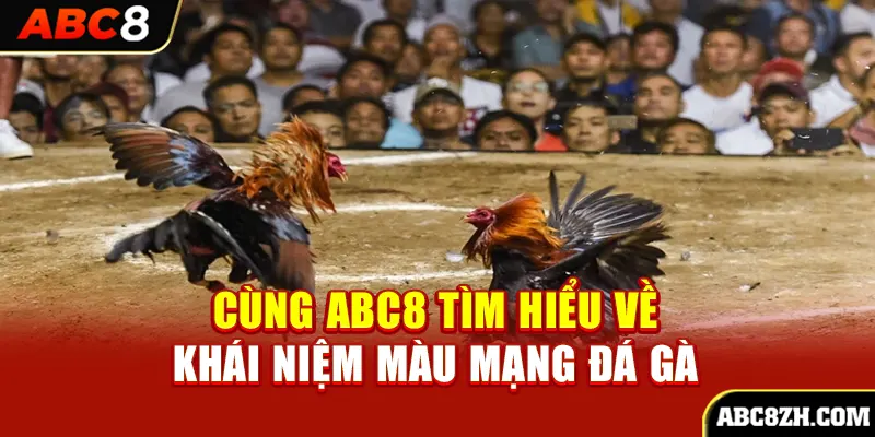 Màu mạng đá gà là kiến thức phong thủy quan trọng