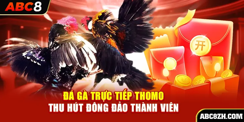 Đá gà trực tiếp Thomo thu hút đông đảo thành viên