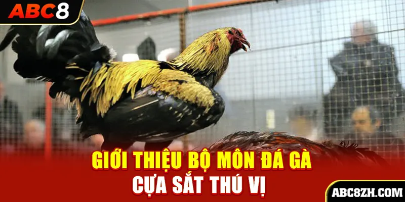 Đá gà cựa sắt khiến người theo dõi cảm thấy thích thú