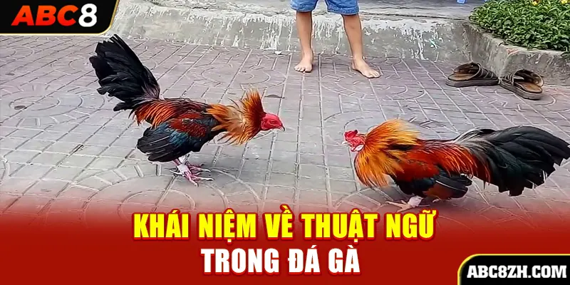 Thuật ngữ đá gà là kiến thức rất quan trọng