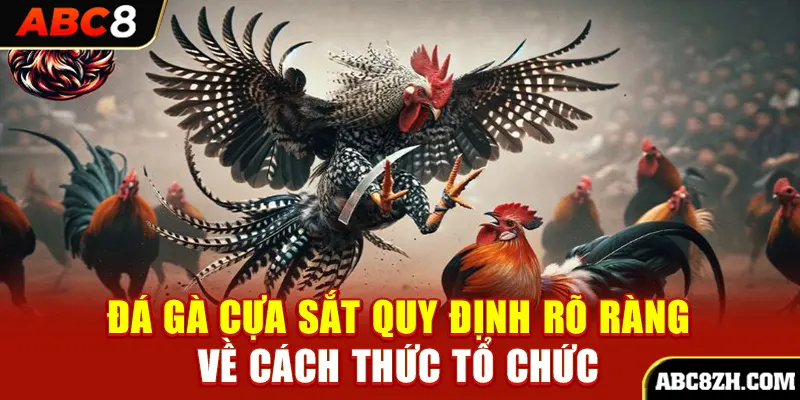 Đá gà cựa sắt quy định rõ ràng về cách thức tổ chức