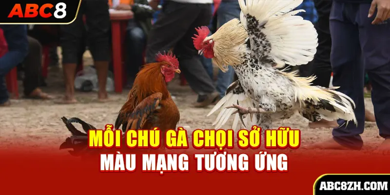 Mỗi chú gà chọi sở hữu màu mạng tương ứng